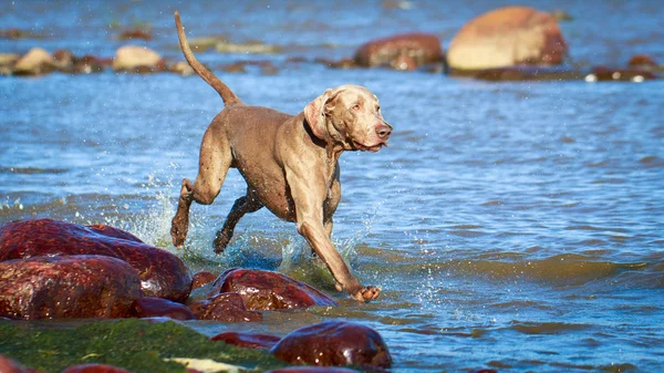 Animales. — Foto de Stock