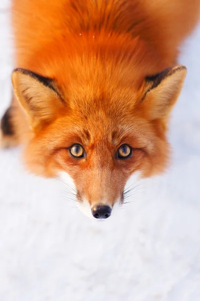 Animais — Fotografia de Stock