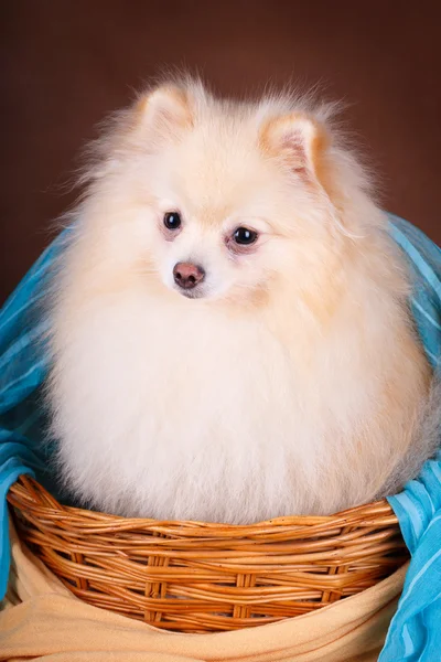 Animais — Fotografia de Stock