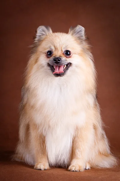 Animais — Fotografia de Stock