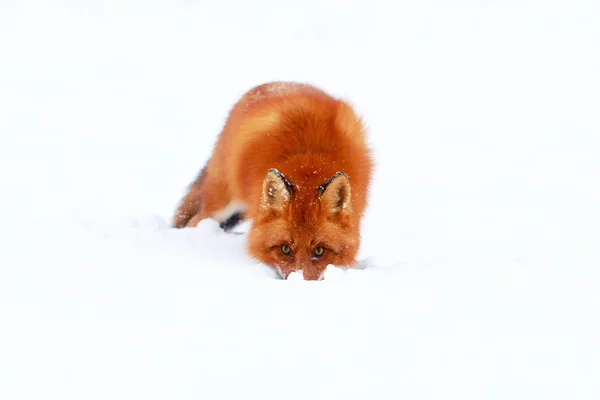 Animais — Fotografia de Stock