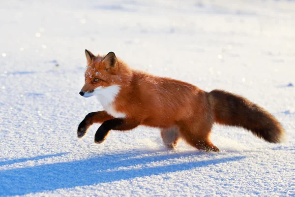 Animales. — Foto de Stock