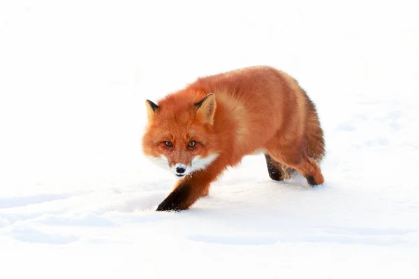 Animais — Fotografia de Stock