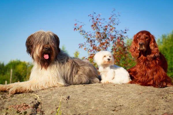 Animales. — Foto de Stock