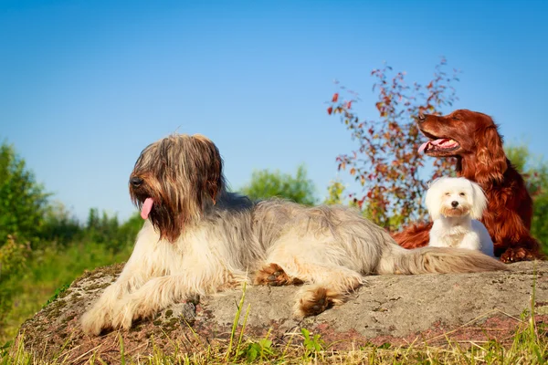 Animais — Fotografia de Stock