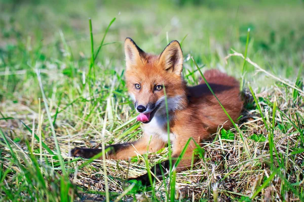 Animais — Fotografia de Stock