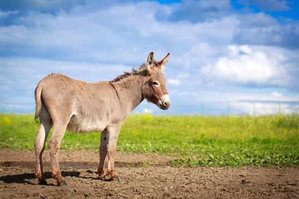 Animal — Stock Photo, Image