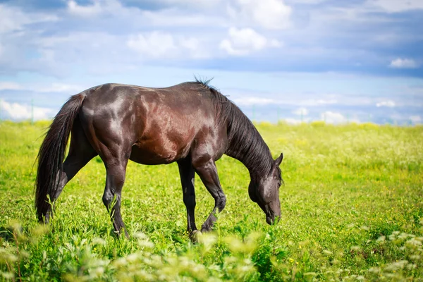 Animal — Stock Photo, Image