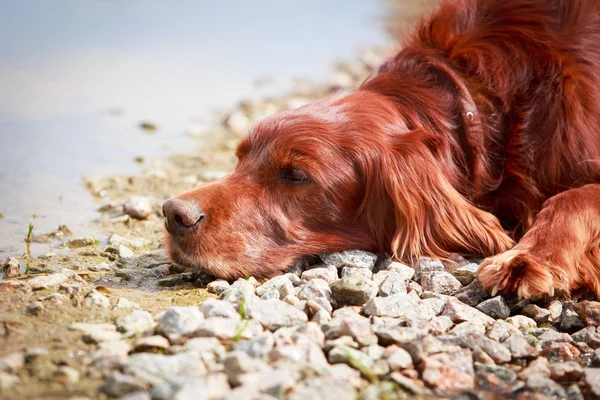 Animal — Stock Photo, Image