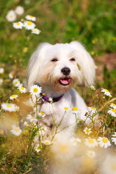 Animali — Foto Stock