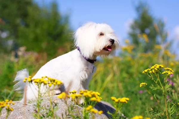 Animali — Foto Stock