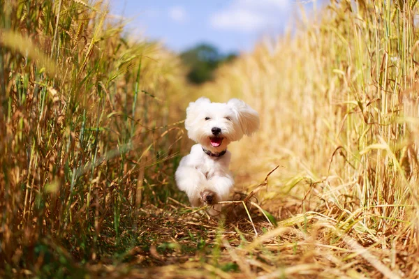 Animali — Foto Stock