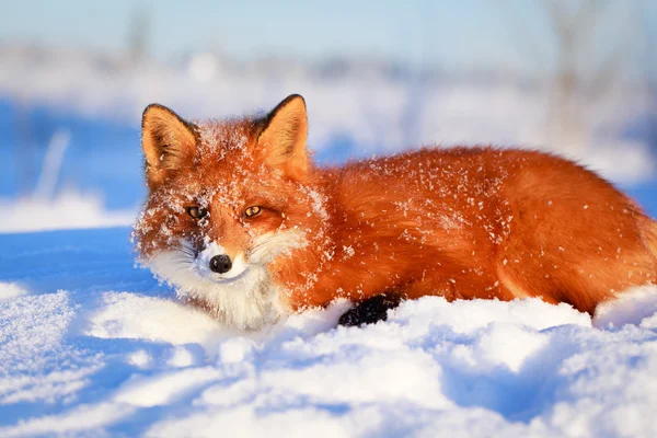 Animales. — Foto de Stock