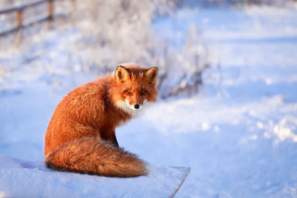 Animales. —  Fotos de Stock