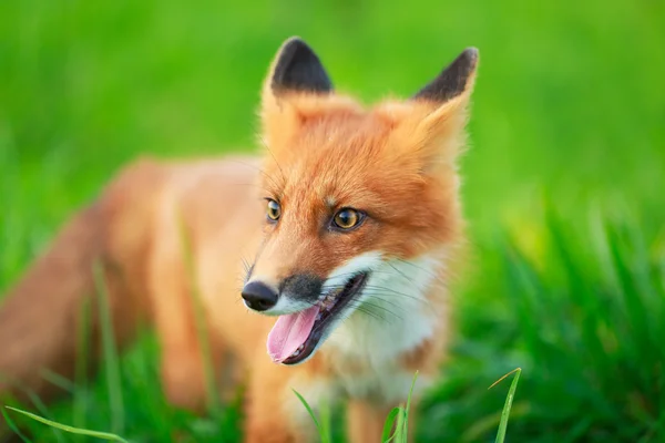 Animais — Fotografia de Stock