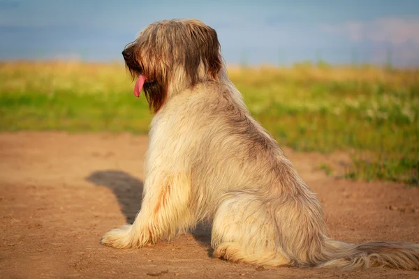 Animales. — Foto de Stock