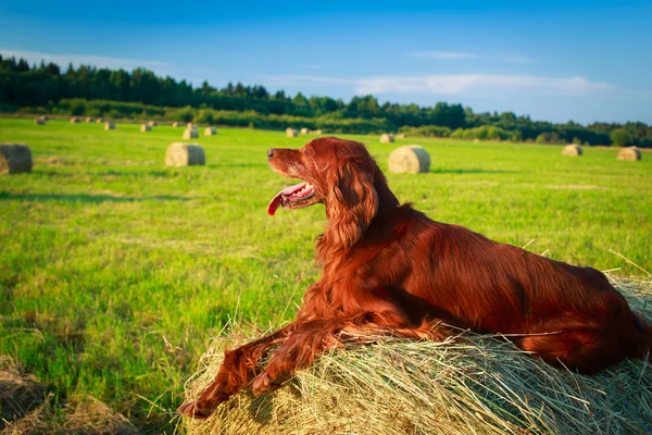 Animal — Stock Photo, Image