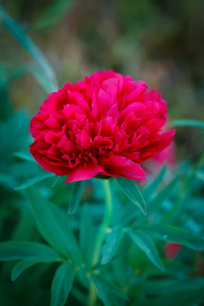 Natural Flower — Stock Photo, Image