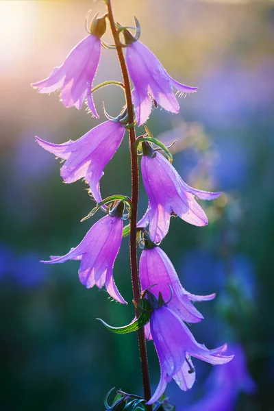 Naturliga blomma — Stockfoto