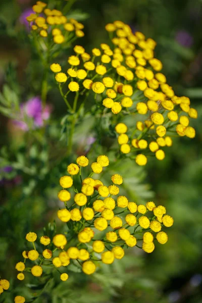 Natural Flower — Stock Photo, Image