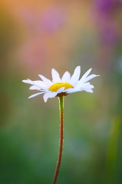 自然花 — 图库照片