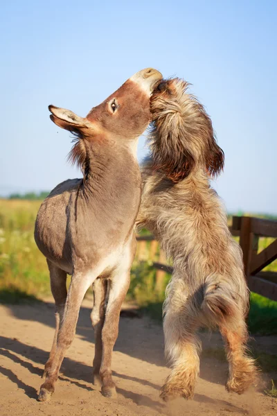 Hond en ezel — Stockfoto