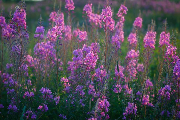 自然花 — 图库照片