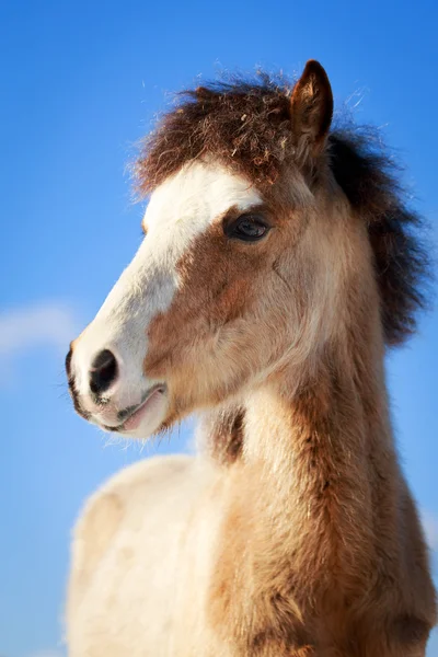 Kůň — Stock fotografie