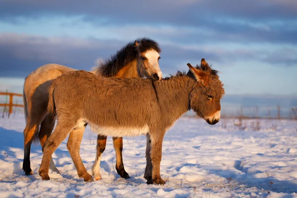 Horse — Stock Photo, Image