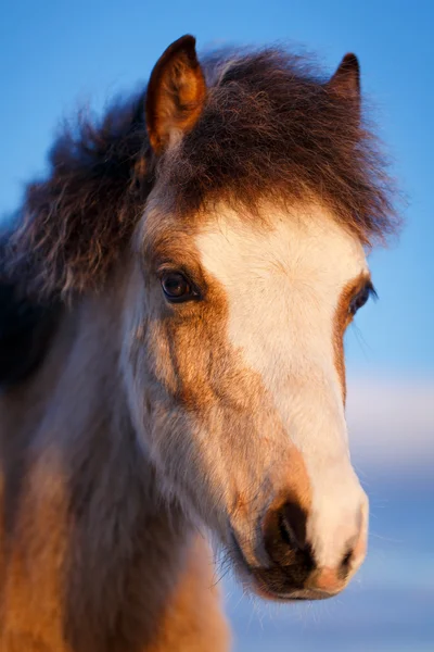 Kůň — Stock fotografie