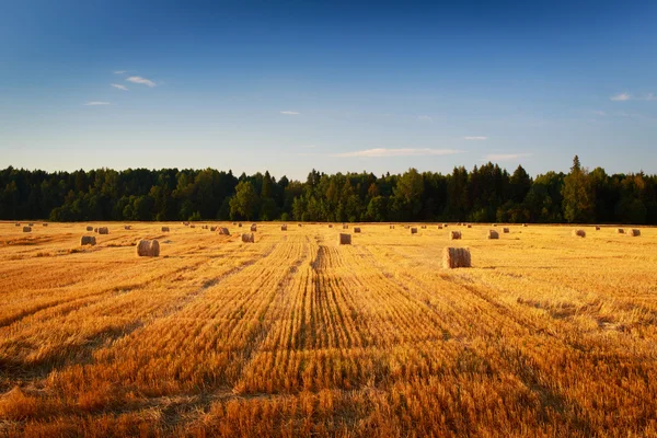 Natureza — Fotografia de Stock