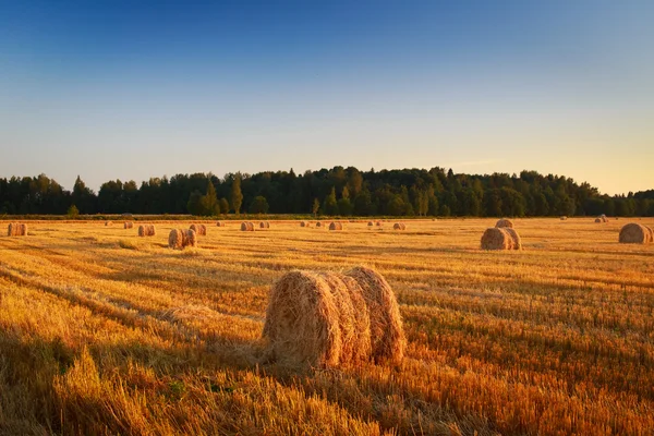 Nature — Stock Photo, Image