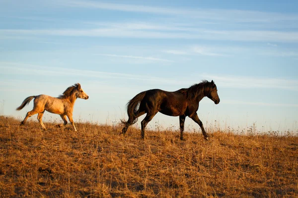 Horse — Stock Photo, Image