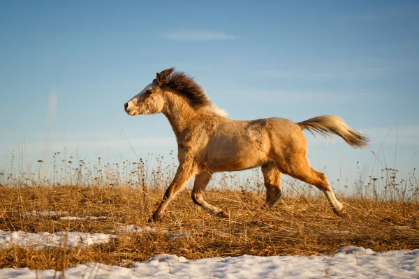 Caballo —  Fotos de Stock