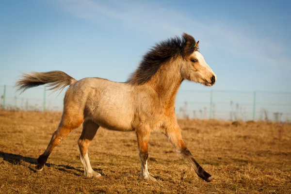 Horse — Stock Photo, Image