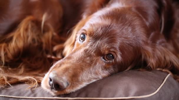 Red cão cão cão de caça irlandês — Vídeo de Stock