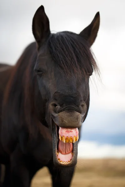 Svart häst porträtt — Stockfoto