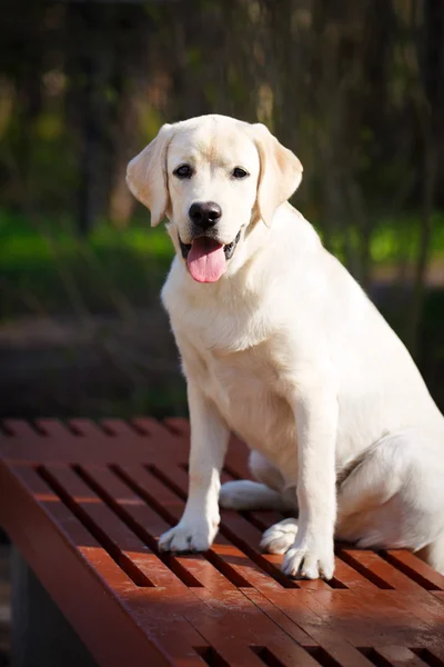 Animal — Stock Photo, Image