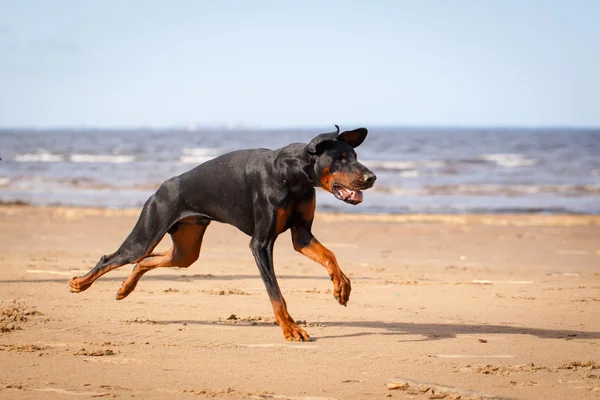 Animali — Foto Stock