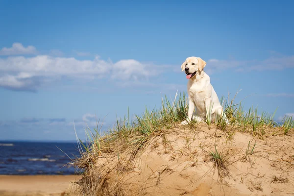 Animal — Stock Photo, Image