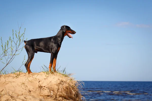 Animais — Fotografia de Stock