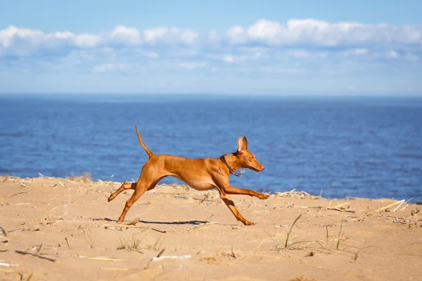 Animales. — Foto de Stock