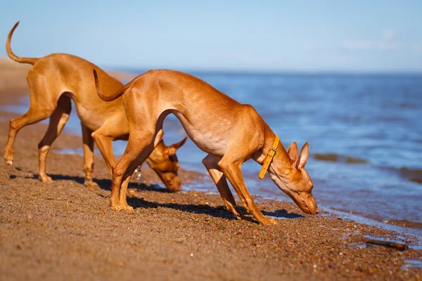 Animales. — Foto de Stock