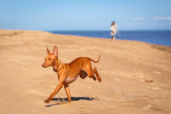 Animal — Stock Photo, Image