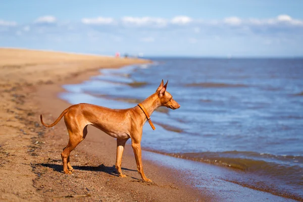 Animal — Stock Photo, Image