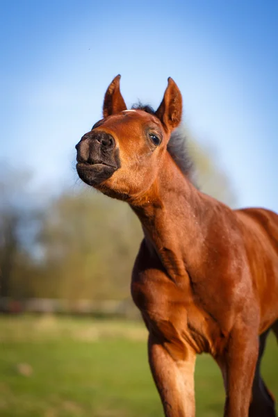 Dierlijk — Stockfoto