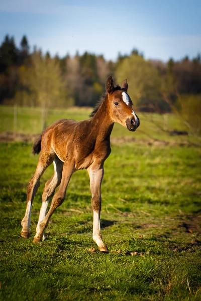 Djur — Stockfoto