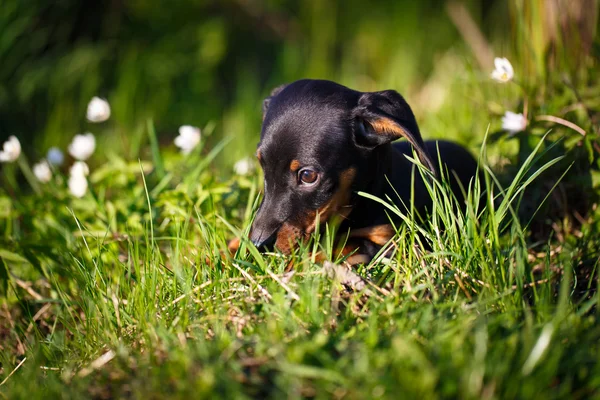 Animal — Stock Photo, Image