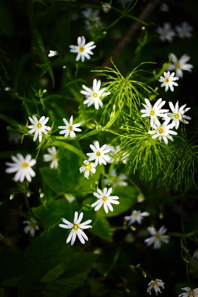 Naturaleza — Foto de Stock