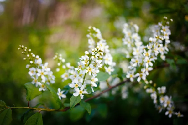 Natuur — Stockfoto